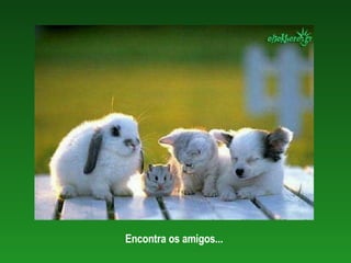 Encontra os amigos...   