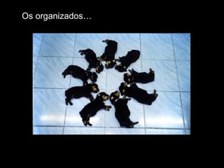Os organizados… 