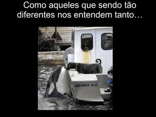 Como aqueles que sendo tão diferentes nos entendem tanto… 