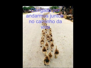 Obrigado por andarmos juntos  no caminho da vida 