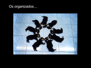Os organizados… 