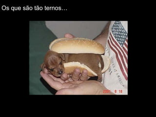 Os que são tão ternos… 