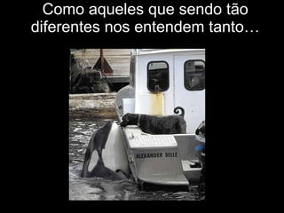 Como aqueles que sendo tão diferentes nos entendem tanto… 