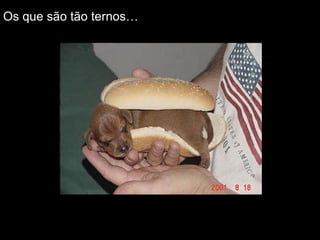 Os que são tão ternos… 