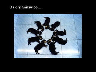 Os organizados…
 