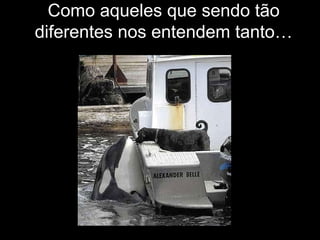 Como aqueles que sendo tão
diferentes nos entendem tanto…
 