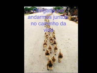 Obrigado por
andarmos juntos
no caminho da
vida
 