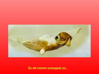 Ou até mesmo sossegada (o)...
 