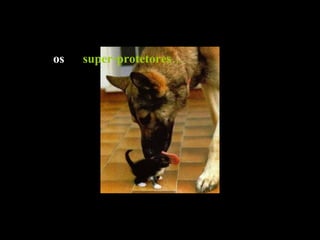 os   super-protetores … 