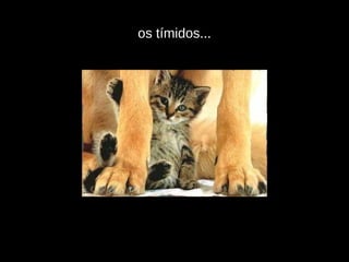 os tímidos... 