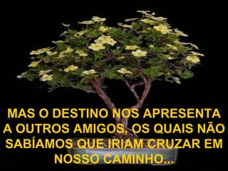 MAS O DESTINO NOS APRESENTA A OUTROS AMIGOS, OS QUAIS NÃO SABÍAMOS QUE IRIAM CRUZAR EM NOSSO CAMINHO... 
