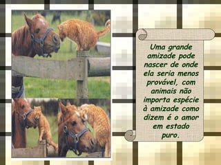 Uma grande
amizade pode
nascer de onde
ela seria menos
provável, com
animais não
importa espécie
à amizade como
dizem é o amor
em estado
puro.
 