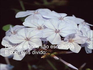 Poucos e bons são escolhidos E com eles divido: 