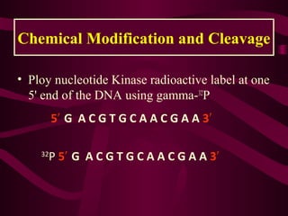 Chemical Modification and CleavageChemical Modification and Cleavage
• Ploy nucleotide Kinase radioactive label at one
5' end of the DNA using gamma-32
P
5′ G A C G T G C A A C G A A 3′
32
P 5′ G A C G T G C A A C G A A 3′
 