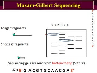 Sequencing gels are read from bottom to top (5 to 3 ).′ ′
G G+A T+C C
3′
A
G
C
A
A
C
G
T
G
C
A
G
5′
Longer fragments
Shortest fragments
G
A
Maxam-Gilbert SequencingMaxam-Gilbert Sequencing
32
P 5′ G A C G T G C A A C G A 3′
 