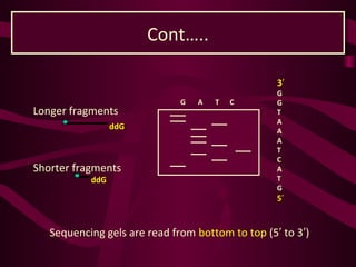 Sequencing gels are read from bottom to top (5 to 3 )′ ′
G A T C
3′
G
G
T
A
A
A
T
C
A
T
G
5′
Longer fragments
Shorter fragments
ddG
ddG
Cont…..Cont…..
 
