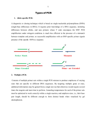 1
Types of PCR
1. Allele-specific PCR:
A diagnostic or cloning technique which is based on single-nucleotide polymorphisms (SNPs)
(single-base differences in DNA). It requires prior knowledge of a DNA sequence, including
differences between alleles, and uses primers whose 3' ends encompass the SNP. PCR
amplification under stringent conditions is much less efficient in the presence of a mismatch
between template and primer, so successful amplification with an SNP-specific primer signals
presence of the specific SNP in a sequence.
C
C
G A
Perfect Match Mismatch
C
C
G A
Primer Extended Primer not Extended
2. Multiplex-PCR:
Consists of multiple primer sets within a single PCR mixture to produce amplicons of varying
sizes that are specific to different DNA sequences. By targeting multiple genes at once,
additional information may be gained from a single test run that otherwise would require several
times the reagents and more time to perform. Annealing temperatures for each of the primer sets
must be optimized to work correctly within a single reaction, and amplicon sizes, i.e., their base
pair length, should be different enough to form distinct bands when visualized by gel
electrophoresis.
 