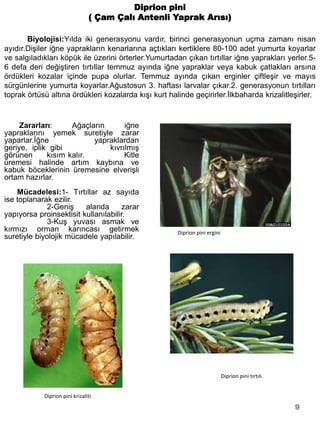 Diprion pini
                                ( Çam Çalı Antenli Yaprak Arısı)

       Biyolojisi:Yılda iki generasyonu vardır, birinci generasyonun uçma zamanı nisan
ayıdır.Dişiler iğne yaprakların kenarlarına açtıkları kertiklere 80-100 adet yumurta koyarlar
ve salgıladıkları köpük ile üzerini örterler.Yumurtadan çıkan tırtıllar iğne yaprakları yerler.5-
6 defa deri değiştiren tırtıllar temmuz ayında iğne yapraklar veya kabuk çatlakları arsına
ördükleri kozalar içinde pupa olurlar. Temmuz ayında çıkan erginler çiftleşir ve mayıs
sürgünlerine yumurta koyarlar.Ağustosun 3. haftası larvalar çıkar.2. generasyonun tırtılları
toprak örtüsü altına ördükleri kozalarda kışı kurt halinde geçirirler.İlkbaharda krizalitleşirler.


     Zararları:     Ağaçların      iğne
yapraklarını yemek suretiyle zarar
yaparlar.İğne             yapraklardan
geriye, iplik gibi            kıvrılmış
görünen      kısım kalır.          Kitle
üremesi halinde artım kaybına ve
kabuk böceklerinin üremesine elverişli
ortam hazırlar.
    Mücadelesi:1- Tırtıllar az sayıda
ise toplanarak ezilir.
             2-Geniş     alanda       zarar
yapıyorsa proinsektisit kullanılabilir.
             3-Kuş yuvası asmak ve
kırmızı orman karıncası getirmek                      Diprion pini ergini
suretiyle biyolojik mücadele yapılabilir.




                                                                            Diprion pini tırtılı


            Diprion pini krizaliti
                                                                                                   9
 