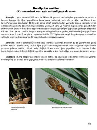 Neodiprion sertifer
                 (Kırmızımtrak sarı çalı antenli yaprak arısı)

     Biyolojisi: Uçma zamanı Eylül sonu ile Ekimin ilk yarısına rastlar.Dişiler yumurtalarını yumurta
koyma borusu ile iğne yaprakların kenarlarına batırmak suretiyle açtıkları yarıkların içine
koyar.Yumurtalar konduktan 10-12 gün sonra etrafı sarardığından yumurta konan yapraklar ayırt
edilebilir.Kış yumurta döneminde geçer.Ertesi yılın Mart sonu ve Nisanın ilk günlerinde genç tırtıllar
yumurtadan çıkar.5-6 defa deri değiştirdikten sonra olgunlaşırlar.İğne yaprakları yemeleri ortalama
6 hafta süren yalancı tırtıllar Mayısın son yarısında genellikle toprakta, nadiren de iğne yaprakların
arasında koza örerler.Koza içinde pupa olan tırtıllar 17-19 gün sonra erginleşip kozayı ucundan elips
şeklinde keserek dışarı çıkarlar. Bir senelik basit generasyonu vardır

     Zararları : Primer zararlıdır.Özellikle kötü topraklar üzerinde bulunan 10-15 yaşlarındaki genç
çamları tercih ederler.Genç tırtıllar iğne yaprakları yüzeyden yerler. Aynı sürgünde toplu halde
yaşayan yalancı tırtıllar birinci deriyi değiştirdikten sonra iğne yaprakları orta damara kadar
iskeletleştirir.Üçüncü deriyi değiştirince iğne yaprakların kını hariç diğer kısımlarını tamamen yerler.

       Mücadele : Genç ağaçlar üzerindeki yalancı tırtıllar az sayıda ise toplanarak ezilir.Fakat yalancı
tırtıllar geniş bir alanda zarar yapıyorsa proinsektisitler ile ilaçlama yapılabilir.




           Neodiprion sertifer                          Neodiprion sertifer erginleri
           tırtıllları




                                                                                                10
 