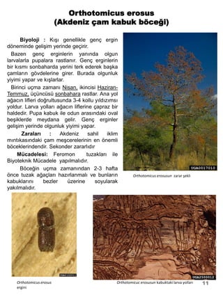 Orthotomicus erosus
                          (Akdeniz çam kabuk böceği)

      Biyoloji : Kışı genellikle genç ergin
döneminde gelişim yerinde geçirir.
  Bazen genç erginlerin yanında olgun
larvalarla pupalara rastlanır. Genç erginlerin
bir kısmı sonbaharda yerini terk ederek başka
çamların gövdelerine girer. Burada olgunluk
yiyimi yapar ve kışlarlar.
  Birinci uçma zamanı Nisan, ikincisi Haziran-
Temmuz, üçüncüsü sonbahara rastlar. Ana yol
ağacın lifleri doğrultusunda 3-4 kollu yıldızımsı
yoldur. Larva yolları ağacın liflerine çapraz bir
haldedir. Pupa kabuk ile odun arasındaki oval
beşiklerde meydana gelir. Genç erginler
gelişim yerinde olgunluk yiyimi yapar.
       Zaraları    :    Akdeniz      sahil   iklim
mıntıkasındaki çam meşcerelerinin en önemli
böceklerindendir. Sekonder zararlıdır
     Mücadelesi: Feromon            tuzakları ile
Biyoteknik Mücadele yapılmalıdır.
      Böceğin uçma zamanından 2-3 hafta
önce tuzak ağaçları hazırlanmalı ve bunların              Orthotomicus erosusun zarar şekli
kabuklarını      bezler    üzerine      soyularak
yakılmalıdır.




    Orthotomicus erosus                          Orthotomicuc erosusun kabuktaki larva yolları   11
    ergini
 