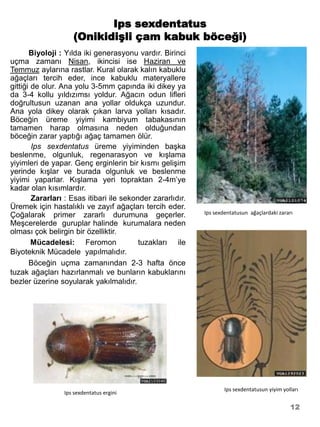 Ips sexdentatus
                    (Onikidişli çam kabuk böceği)
       Biyoloji : Yılda iki generasyonu vardır. Birinci
uçma zamanı Nisan, ikincisi ise Haziran ve
Temmuz aylarına rastlar. Kural olarak kalın kabuklu
ağaçları tercih eder, ince kabuklu materyallere
gittiği de olur. Ana yolu 3-5mm çapında iki dikey ya
da 3-4 kollu yıldızımsı yoldur. Ağacın odun lifleri
doğrultusun uzanan ana yollar oldukça uzundur.
Ana yola dikey olarak çıkan larva yolları kısadır.
Böceğin üreme yiyimi kambiyum tabakasının
tamamen harap olmasına neden olduğundan
böceğin zarar yaptığı ağaç tamamen ölür.
        Ips sexdentatus üreme yiyiminden başka
beslenme, olgunluk, regenarasyon ve kışlama
yiyimleri de yapar. Genç erginlerin bir kısmı gelişim
yerinde kışlar ve burada olgunluk ve beslenme
yiyimi yaparlar. Kışlama yeri topraktan 2-4m’ye
kadar olan kısımlardır.
        Zararları : Esas itibari ile sekonder zararlıdır.
Üremek için hastalıklı ve zayıf ağaçları tercih eder.
Çoğalarak primer zararlı durumuna geçerler.                 Ips sexdentatusun ağaçlardaki zararı
Meşcerelerde guruplar halinde kurumalara neden
olması çok belirgin bir özelliktir.
        Mücadelesi: Feromon               tuzakları ile
Biyoteknik Mücadele yapılmalıdır.
       Böceğin uçma zamanından 2-3 hafta önce
tuzak ağaçları hazırlanmalı ve bunların kabuklarını
bezler üzerine soyularak yakılmalıdır.




                                                                    Ips sexdentatusun yiyim yolları
                 Ips sexdentatus ergini

                                                                                               12
 