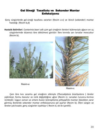 Gal Sineği Tasallutu ve Sekonder Mantar
                              Enfeksiyonu

Genç sürgünlerde gal-sineği tasallutu zararları (Resim a-c) ve ikincil (sekonder) mantar
   hastalığı (Resim b,d)

Hastalık Belirtileri: Contarinia baeri adlı çam gal sineğinin ibreleri bükmesiyle ağacın en uç
    sürgünlerinde düzensiz ibre dökülmesi görülür: İbre kınında sarı larvalar mevcuttur
    (Resim b).




                 Resim-a
                                                                 Resim-c

      Çam ibre kını zararlısı gal sineğinin etkisiyle (Thecodiplosis brachyntera ) ibreler
şişkinleşir, formu bozulur ve renk değişikliğine uğrar (Resim c). Larvaları turuncu–kırmızı
renktedir. Uygun zaman ve ortamı bulan Sclerophoma pithyophila mantarı böcekten zarar
görmüş ibrelerde sekonder mantar enfeksiyonuna yol açarlar (Resim b). Ölen sürgün ve
ibreler çok kısadır, genç sürgünler siyahlaşır ( Resim d, ok ile işaretli).




                                                                                          20
 
