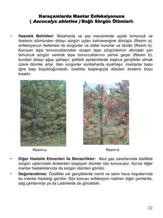 Karaçamlarda Mantar Enfeksiyonuna
          ( Ascocalyx abietina ) Bağlı Sürgün Ölümleri:


•   Hastalık Belirtileri: İlkbaharda ve yaz mevsiminde uçtaki tomurcuk ve
    ibrelerin ölümünden dolayı sürgün uçları kahverengine dönüşür (Resim a);
    enfeksiyonun ilerlemesi ile sürgünler ve dallar kururlar ve ölürler (Resim b).
    Kuruyan tepe tomurcuklarından oluşan tepe sürgünlerinin altındaki yan
    tomurcuk sürgün vererek tepe tomurcuklarının yerine geçer (Resim b),
    bundan dolayı ağaç çalılaşır; şiddetli epidemilerde başlıca gençlikler olmak
    üzere ölümler artar, ölen sürgünler sonbaharda siyahlaşır, mantarlar toplu
    iğne başı büyüklüğündedir, özellikle başlangıçta dökülen ibrelerin boyu
    kısadır.




            Resim-a                                   Resim-b

•   Diğer Hastalık Etmenleri ile Benzerlikler: Akut gaz zararlarında özellikle
    sürgün uçlarındaki ibrelerden başlayan ölümler söz konusudur. Ayrıca diğer
    mantar hastalıklarında da sürgün ölümleri görülür.
•   Değerlendirme: Özellikle sık gençliklerde nemli ve serin hava koşullarında
    bu mantar hastalığı görülür. Söz konusu enfeksiyon nadiren diğer çamlarda,
    dağ çamlarında ya da Ladinlerde de görülebilir.




                                                                               22
 
