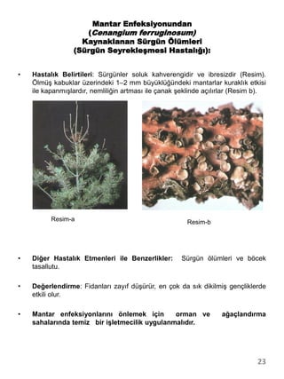 Mantar Enfeksiyonundan
                    (Cenangium ferruginosum)
                   Kaynaklanan Sürgün Ölümleri
                 (Sürgün Seyrekleşmesi Hastalığı):


•   Hastalık Belirtileri: Sürgünler soluk kahverengidir ve ibresizdir (Resim).
    Ölmüş kabuklar üzerindeki 1–2 mm büyüklüğündeki mantarlar kuraklık etkisi
    ile kapanmışlardır, nemliliğin artması ile çanak şeklinde açılırlar (Resim b).




          Resim-a                                      Resim-b




•   Diğer Hastalık Etmenleri ile Benzerlikler:       Sürgün ölümleri ve böcek
    tasallutu.

•   Değerlendirme: Fidanları zayıf düşürür, en çok da sık dikilmiş gençliklerde
    etkili olur.

•   Mantar enfeksiyonlarını önlemek için       orman ve            ağaçlandırma
    sahalarında temiz bir işletmecilik uygulanmalıdır.




                                                                               23
 