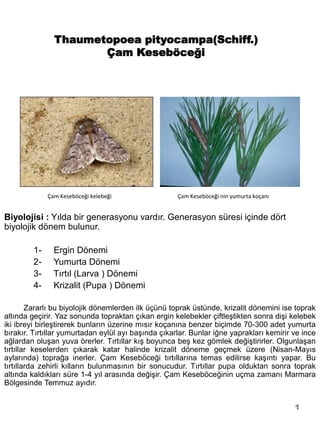 Thaumetopoea pityocampa(Schiff.)
                       Çam Keseböceği




              Çam Keseböceği kelebeği                Çam Keseböceği nin yumurta koçanı


Biyolojisi : Yılda bir generasyonu vardır. Generasyon süresi içinde dört
biyolojik dönem bulunur.

         1-     Ergin Dönemi
         2-     Yumurta Dönemi
         3-     Tırtıl (Larva ) Dönemi
         4-     Krizalit (Pupa ) Dönemi

        Zararlı bu biyolojik dönemlerden ilk üçünü toprak üstünde, krizalit dönemini ise toprak
altında geçirir. Yaz sonunda topraktan çıkan ergin kelebekler çiftleştikten sonra dişi kelebek
iki ibreyi birleştirerek bunların üzerine mısır koçanına benzer biçimde 70-300 adet yumurta
bırakır. Tırtıllar yumurtadan eylül ayı başında çıkarlar. Bunlar iğne yaprakları kemirir ve ince
ağlardan oluşan yuva örerler. Tırtıllar kış boyunca beş kez gömlek değiştirirler. Olgunlaşan
tırtıllar keselerden çıkarak katar halinde krizalit döneme geçmek üzere (Nisan-Mayıs
aylarında) toprağa inerler. Çam Keseböceği tırtıllarına temas edilirse kaşıntı yapar. Bu
tırtıllarda zehirli kılların bulunmasının bir sonucudur. Tırtıllar pupa olduktan sonra toprak
altında kaldıkları süre 1-4 yıl arasında değişir. Çam Keseböceğinin uçma zamanı Marmara
Bölgesinde Temmuz ayıdır.


                                                                                         1
 
