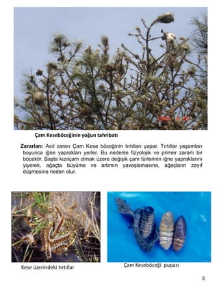 Çam Keseböceğinin yoğun tahribatı
Zararları: Asıl zararı Çam Kese böceğinin tırtılları yapar. Tırtıllar yaşamları
 boyunca iğne yaprakları yerler. Bu nedenle fizyolojik ve primer zararlı bir
 böcektir. Başta kızılçam olmak üzere değişik çam türlerinin iğne yapraklarını
 yiyerek, ağaçta büyüme ve artımın yavaşlamasına, ağaçların zayıf
 düşmesine neden olur.




Kese üzerindeki tırtıllar                   Çam Keseböceği pupası

                                                                              2
 