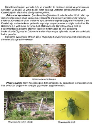 Çam Keseböceğinin yumurta, tırtıl ve krizalitleri ile beslenen parazit ve yırtıcıları çok
sayıdadır. Bu asalak ve yırtıcı böcek türleri korunup üretilerek sayısı arttırılırsa Çam
Keseböceğinin afet haline dönüşmesi engellenir.
      Calosoma sycophanta: Çam keseböceğinin önemli yırtıcılarından biridir. Mart ayı
içerisinde topraktan çıkan Calosoma sycophanta erginleri aynı ay içerisinde yumurta
bırakırlar.Yumurtadan çıkan tırtıllar ve aynı zamanda erginleri ağaçlara tırmanarak Çam
Keseböceği tırtılları ile kese içerisinde veya dışında parçalamak suretiyle beslenirler. Bir
Calosoma 3-4 yıllık ömrü boyunca 840-1120 civarında Çam Keseböceği tırtılı ile
beslenmektedir.Calosoma erginleri yedikleri miktar kadar da tırtılı parçalayıp
bırakmaktadır.Olgunlaşan Calosoma tırtılları nisan,mayıs aylarında toprak altında krizalit
haline geçerler.
    Calosoma sycophanta Orman genel Müdürlüğü bünyesinde kurulan laboratuvarlarda
üretilerek araziye salınmaktadır.




                                  Calosoma sycophanta ergini
     Phryx caudata: Çam Keseböceğinin tırtıl parazitidir. Bu parazitlerin orman içerisinde
özel adacıklar oluşturmak suretiyle çoğalmaları sağlanmaktadır.




                                                                                         4
       Phryx caudata üretim adacığı                            Phryx caudata sineği
 