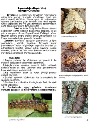 Lymantria dispar (L.)
                     Sünger Örücüsü
       Biyolojisi: Generasyonu bir yıllıktır. Kışı yumurta
döneminde geçirir. Yumurta kümelerinin üzeri sarı
renkli tüylerle örtülüdür. Nisan ayının ilk haftasından
itibaren yumurtadan çıkan larvalar fazla aktif değildir.
Önce yaprakları ana ve yan damarlara dokunmadan,
daha sonra yaprakların tümünü yerler.
              Erkekler fertler 5,dişi fertler 6 larva dönemi
geçirdikten sonra haziran başlarında prepupa, iki-üç
gün sonra pupa olurlar. Pupa dönemi 15-20 gün sürer.
Haziran sonuna doğru erginler çıkar.Çiftleşmeden 1,5-             Lymantria dispar ergini
2 saat sonra da dişiler yumurta bırakırlar.
    Zararları: Larvaları ağaçların yapraklarını ve iğne
yapraklarını     yemek      suretiyle      fizyolojik   zarar
yapmaktadır.Tırtıllar büyüdükçe yaptıkları zararlar da
artmaktadır.Lymantria dispar artım kaybına sebep
olmakta, yıllarca üst üste zarar halinde ise kurumalar
meydana gelmektedir. Polyfag zararlıdır.

          Mücadele:
   1.Başlıca yırtıcısı olan Calosoma sycophanta L. İle
muhtelif parazitlerin çoğalması sağlanmalı,
   2.Ağaçlandırma alanları devamlı takip edilerek
sahada kalan alt flora üzerinde artış göstermesine
fırsat verilmeden temizlenmeli,
   3.Kış mevsiminin sıcak ve kurak geçtiği yıllarda
dikkatli olunmalı,                                              Yumurtadan yeni çıkmış Lymantria dispar
   4.Şiddetli epidemi sözkonusu ise proinsektisit ile           larvaları
ilaçlama yapılmalı,
   5.Tırtıllara karşı Bacillus thuringiensis Berl. İle etkili
savaş yapılabilir.
   6. Sonbaharda ağaç gövdeleri üzerindeki                        Lymantria dispar tırtılı
yumurta paketleri tel fırça yardımı ile dağıtılmalıdır.




                                                                        Lymantria dispar pupası
        Lymantria dispar tırtılı                                                                     6
 