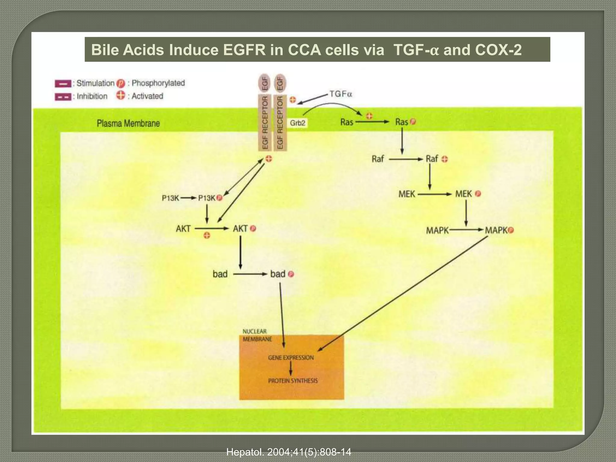 Bile Acids Induce EGFR in CCA cells via TGF-α and COX-2 
Hepatol. 2004;41(5):808-14 
 