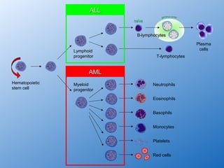 ALL
                              naïve


                               B-lymphocytes

                                                       Plasma
                Lymphoid                                cells
                progenitor             T-lymphocytes


                       AML
Hematopoietic   Myeloid               Neutrophils
stem cell       progenitor

                                      Eosinophils


                                      Basophils


                                      Monocytes


                                      Platelets


                                      Red cells
 