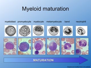 Myeloid maturation

myeloblast promyelocyte   myelocyte   metamyelocyte   band            neutrophil




                          MATURATION
                                                        Adapted and modified from U Va website
 