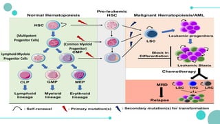 (Multipotent
Progenitor Cells)
Lymphoid-Myeloid
Progenitor Cells
(Common Myeloid
Progenitor)
 