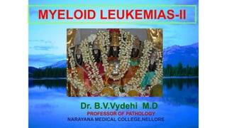 MYELOID LEUKEMIAS-II
Dr. B.V.Vydehi M.D
PROFESSOR OF PATHOLOGY
NARAYANA MEDICAL COLLEGE,NELLORE
 