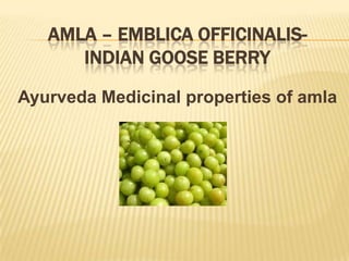 AMLA – EMBLICA OFFICINALIS-
      INDIAN GOOSE BERRY

Ayurveda Medicinal properties of amla
 