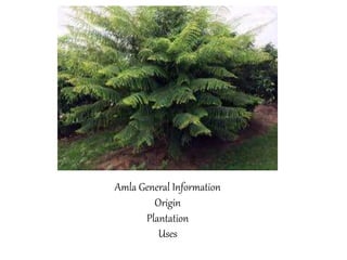 Amla General Information
Origin
Plantation
Uses
 