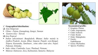  Geographical distribution:
 Asia-Temperate
 China – Fujian ,Guangdong, Jiangxi, Yunnan
 Eastern Asia – Taiwan
 Asia-Tropical
 Indian subcontinent: Bangladesh; Bhutan; India- mainly in
Andhra Pradesh, Assam, Bihar, Gujarat, Punjab, west-Bengal,
Tripura, Karnataka, Tamilnaru , some other state also; Nepal;
Pakistan; Srilanka;
 Indo- china: Cambodia; Laos; Thailand; Vietnam;
 Malesia- Indonesia- Java, Kalimantan, Sumatra; Malaysia
Taxonomical profile:
 Kingdom: Plantae
 Clade: Angiosperms
 Clade: Eudicots
 Clade: Rosids
 Order: Malpighiales
 Family:
Euphobiaceae
 Genus: Phyllanthus
 Species: P.emblica
 