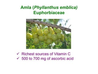 Amla (Phyllanthus emblica)
Euphorbiaceae
 Richest sources of Vitamin C
 500 to 700 mg of ascorbic acid
 