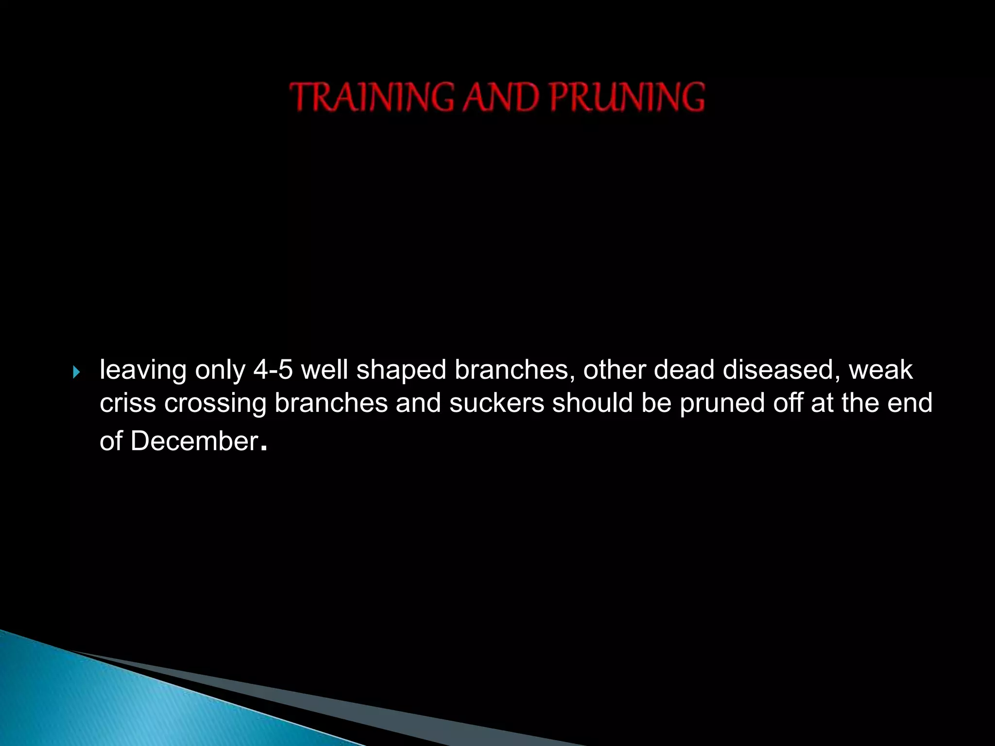  leaving only 4-5 well shaped branches, other dead diseased, weak
criss crossing branches and suckers should be pruned off at the end
of December.
 