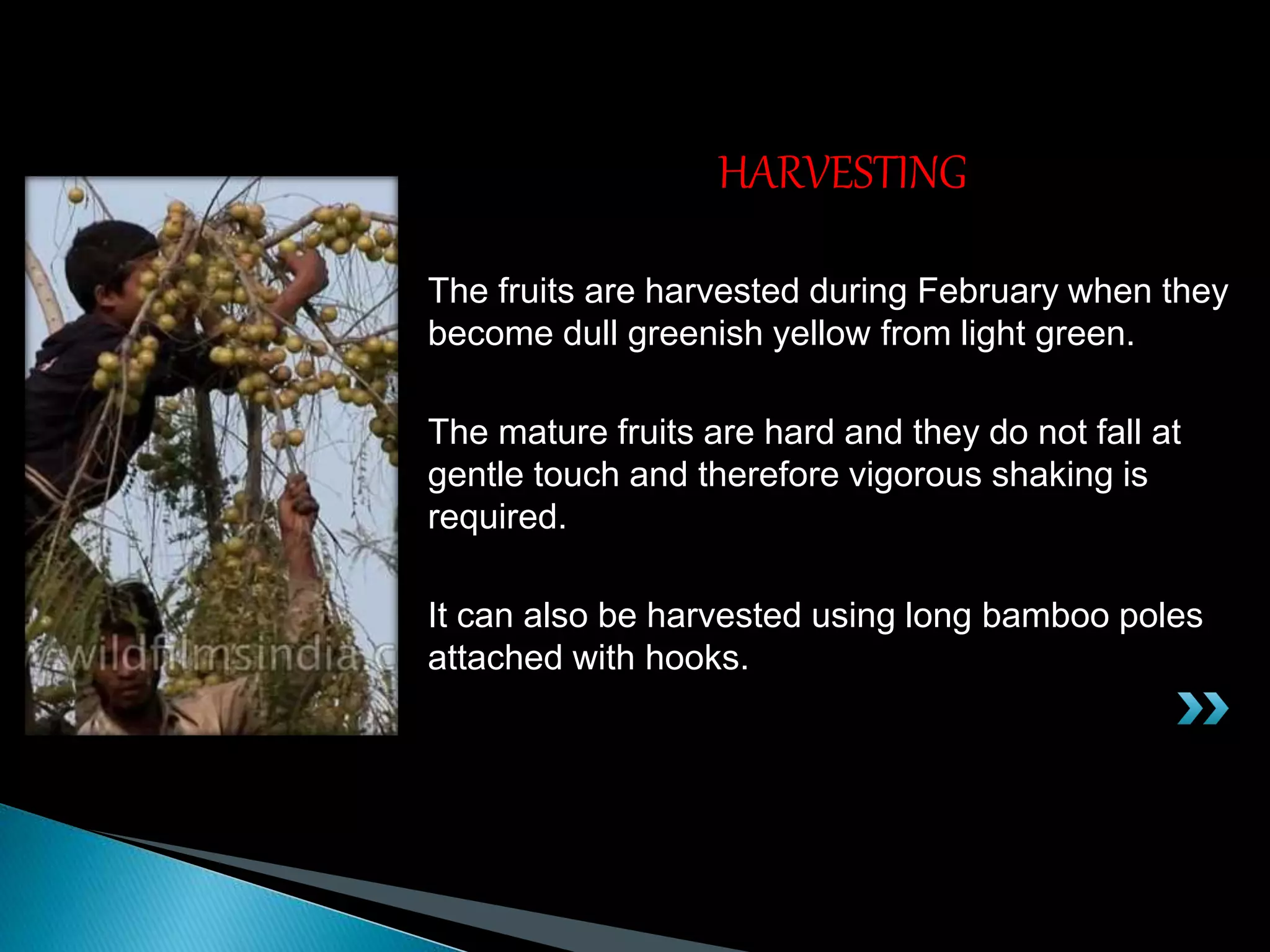 The fruits are harvested during February when they
become dull greenish yellow from light green.
The mature fruits are hard and they do not fall at
gentle touch and therefore vigorous shaking is
required.
It can also be harvested using long bamboo poles
attached with hooks.
HARVESTING
 