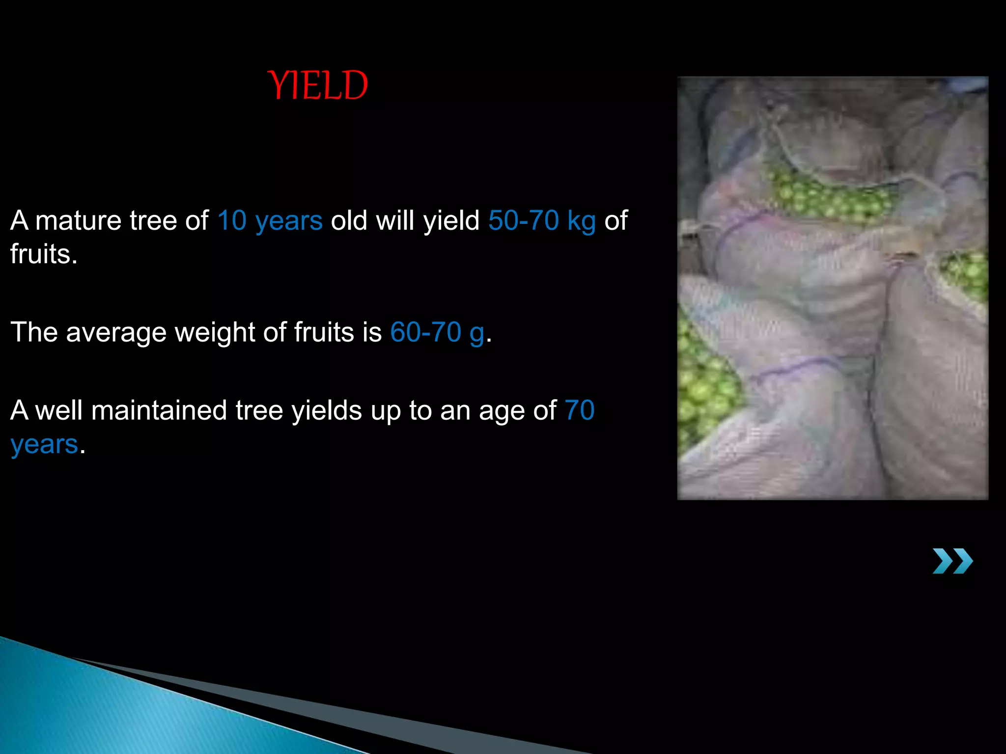 A mature tree of 10 years old will yield 50-70 kg of
fruits.
The average weight of fruits is 60-70 g.
A well maintained tree yields up to an age of 70
years.
YIELD
 