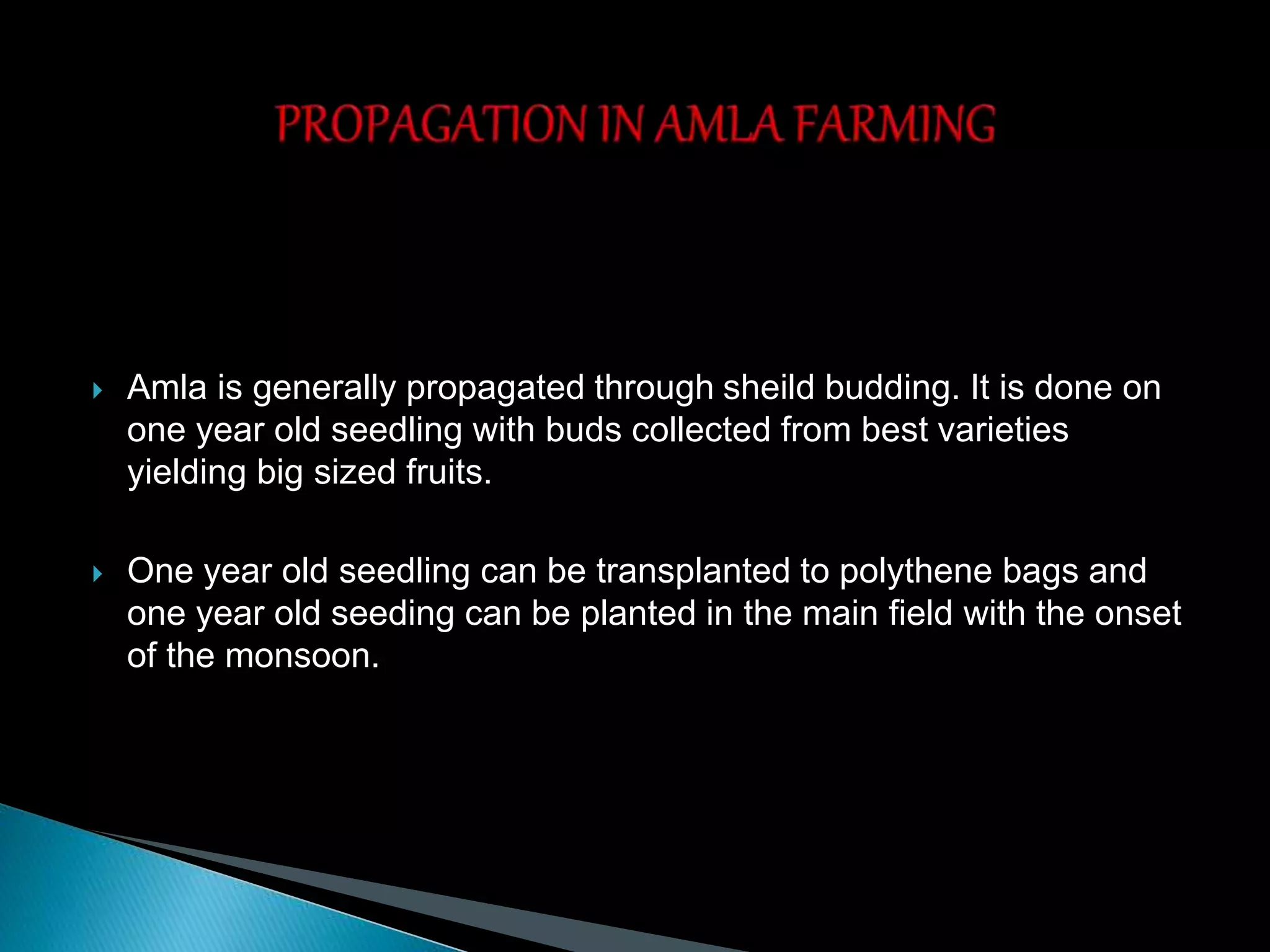  Amla is generally propagated through sheild budding. It is done on
one year old seedling with buds collected from best varieties
yielding big sized fruits.
 One year old seedling can be transplanted to polythene bags and
one year old seeding can be planted in the main field with the onset
of the monsoon.
 