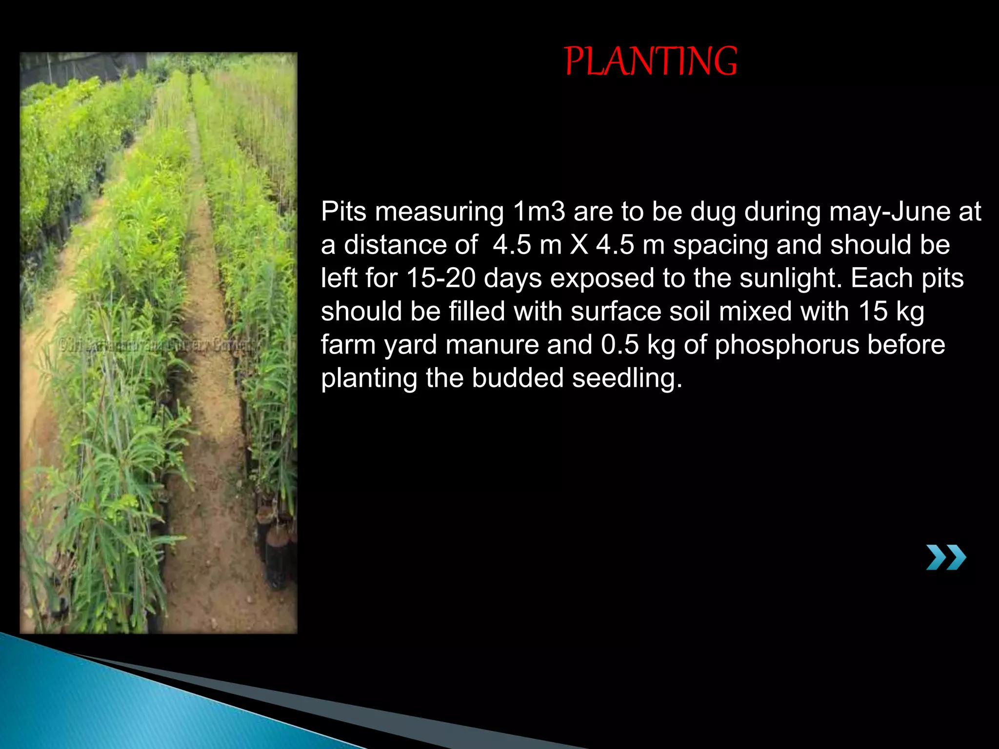 Pits measuring 1m3 are to be dug during may-June at
a distance of 4.5 m X 4.5 m spacing and should be
left for 15-20 days exposed to the sunlight. Each pits
should be filled with surface soil mixed with 15 kg
farm yard manure and 0.5 kg of phosphorus before
planting the budded seedling.
PLANTING
 