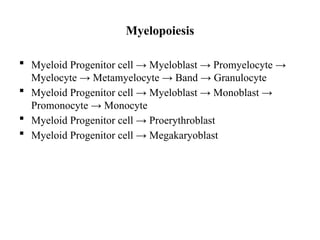 Myelopoiesis
 Myeloid Progenitor cell → Myeloblast → Promyelocyte →
Myelocyte → Metamyelocyte → Band → Granulocyte
 Myeloid Progenitor cell → Myeloblast → Monoblast →
Promonocyte → Monocyte
 Myeloid Progenitor cell → Proerythroblast
 Myeloid Progenitor cell → Megakaryoblast
 