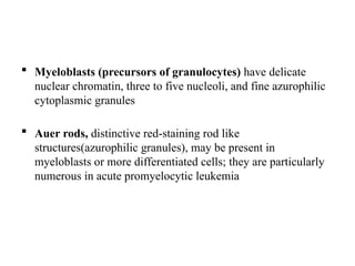  Myeloblasts (precursors of granulocytes) have delicate
nuclear chromatin, three to five nucleoli, and fine azurophilic
cytoplasmic granules
 Auer rods, distinctive red-staining rod like
structures(azurophilic granules), may be present in
myeloblasts or more differentiated cells; they are particularly
numerous in acute promyelocytic leukemia
 