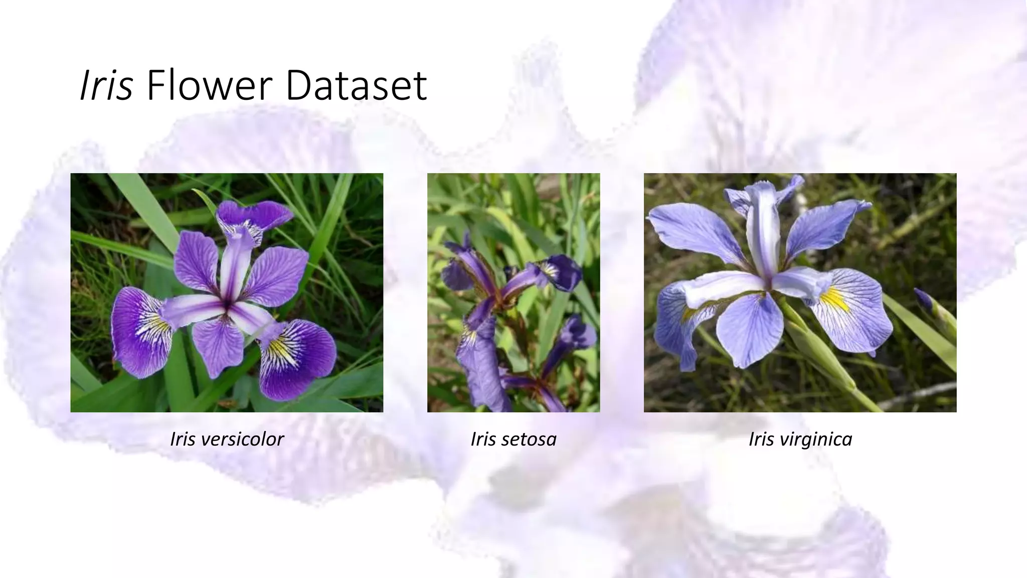 Iris Flower Dataset
Iris setosaIris versicolor Iris virginica
 