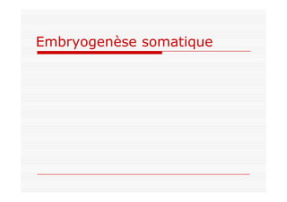 Embryogenèse somatique
 
